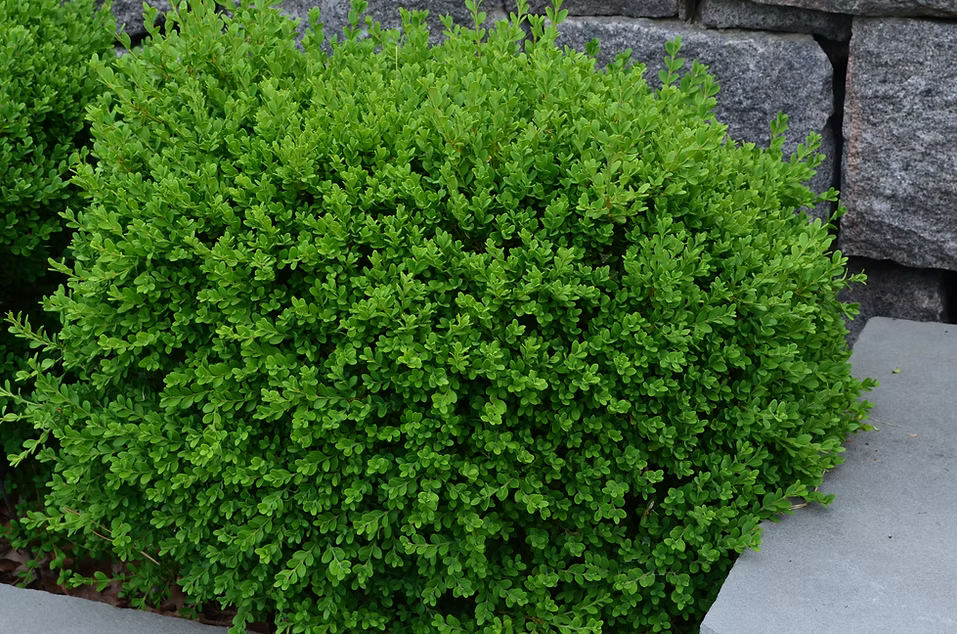 Buxus 'Wintergreen'