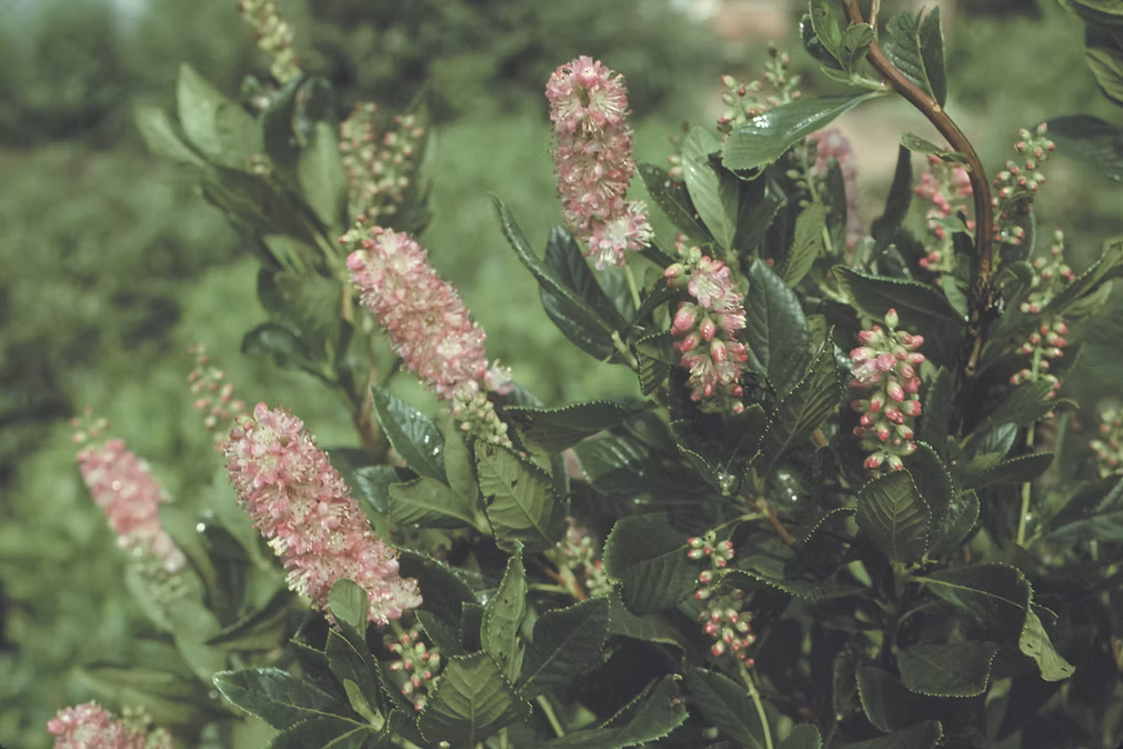 Clethra alnifolia 'Ruby Spice'