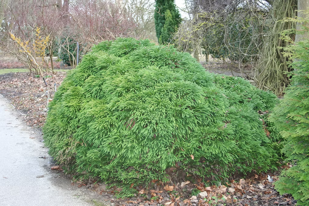 Cryptomeria japonica 'Globosa Nana' - Dwarf Globe Japanese Cedar