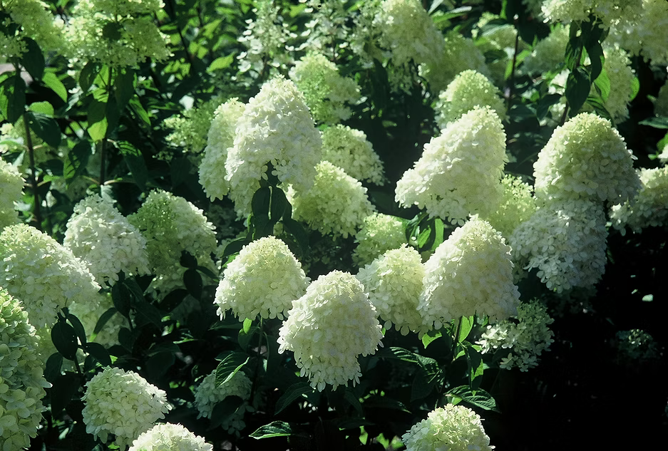 Hydrangea paniculata 'Limelight'
