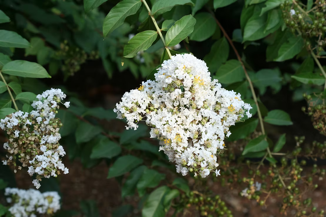 Lagerstroemia Natchez - White Crape Myrtle