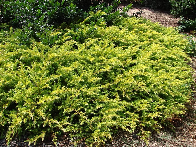Juniperus 'All Gold'