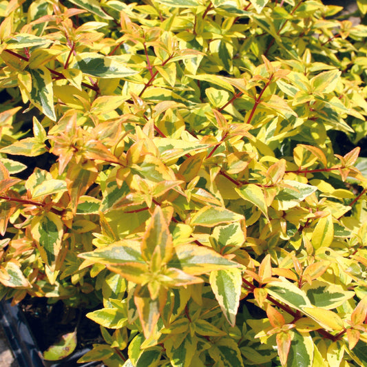 Abelia 'Kaleidoscope'