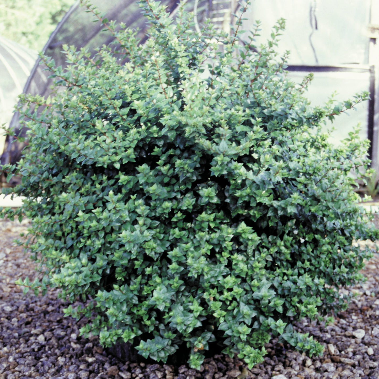 Abelia x 'Rose Creek'