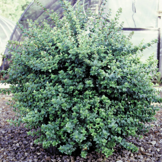 Abelia x 'Rose Creek'