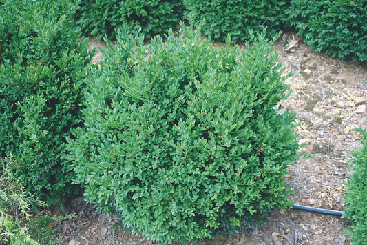 Buxus 'Green Velvet'