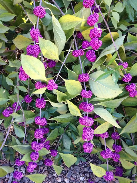 Callicarpa americana - American Beautyberry
