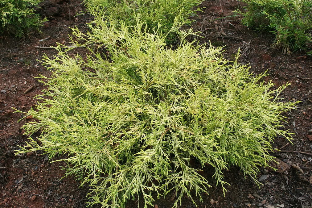 Chamaecyparis obtusa 'King's Gold' - Golden Hinoki Cypress