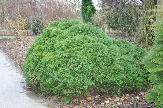 Cryptomeria japonica 'Globosa Nana' - Dwarf Globe Japanese Cedar