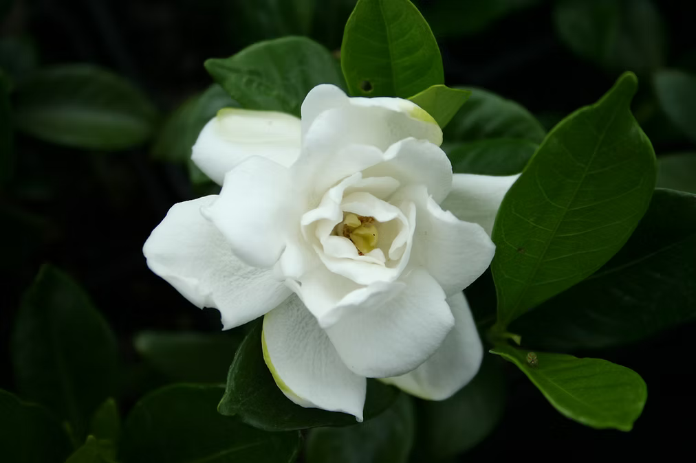 Gardenia augusta 'Chuck Hayes'