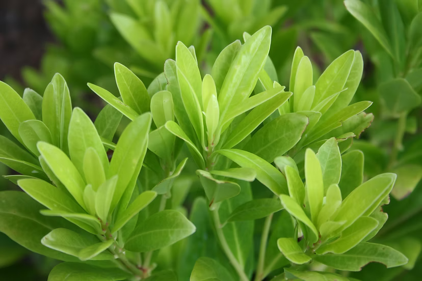 Illicium parviflorum 'Florida Sunshine'