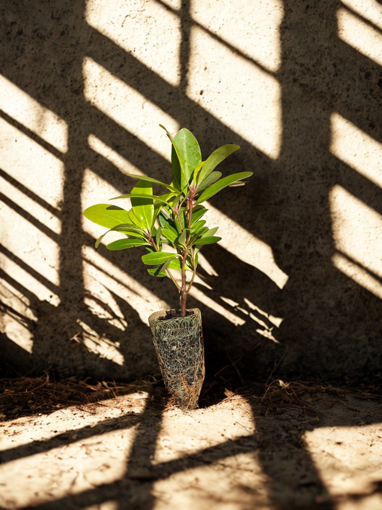 Illicium parviflorum 'Florida Sunshine'