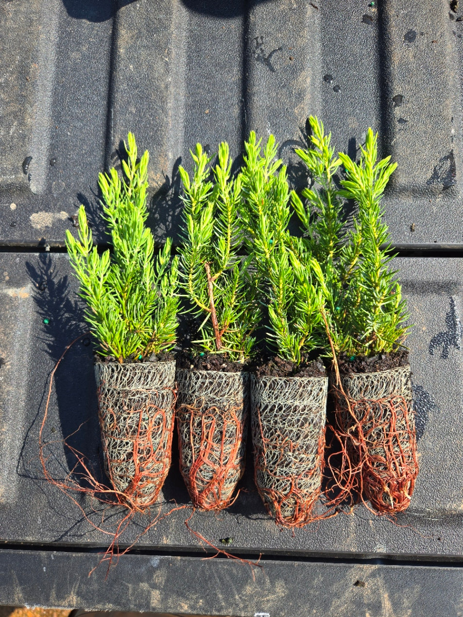 Juniperus 'All Gold'