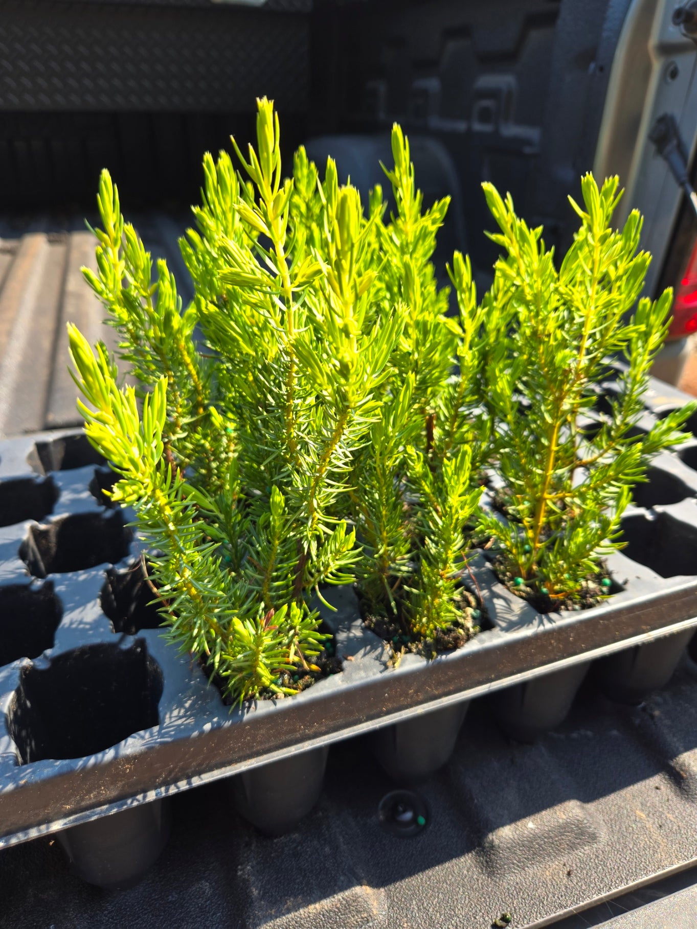 Juniperus 'All Gold'