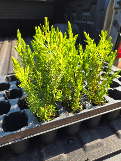 Juniperus 'All Gold'