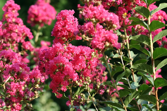 Lagerstroemia Tuscarora - Coral Pink Crape Myrtle