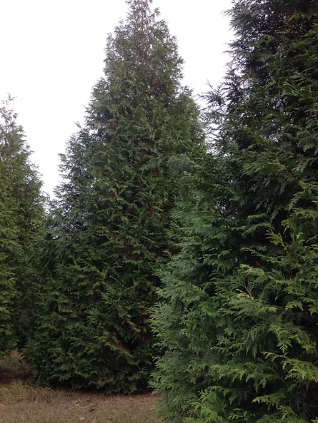 Thuja 'Green Giant'