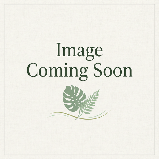 Image Coming Soon placeholder